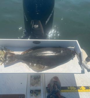 California flounder ready for the table in Mastic Beach!