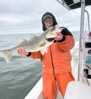 Nice striped bass from Mastic Beach NY waters!