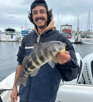 Catching Spotted Sand Bass in San Diego Bay