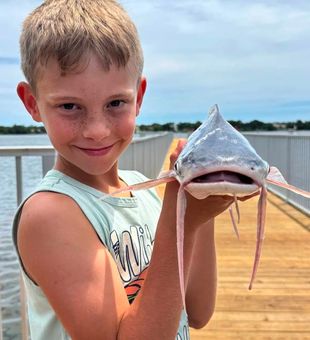 Nice Daytona Beach catfish from today's fishing tour!