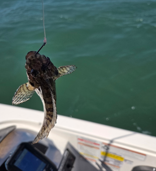 Spotted beauty from the deep.