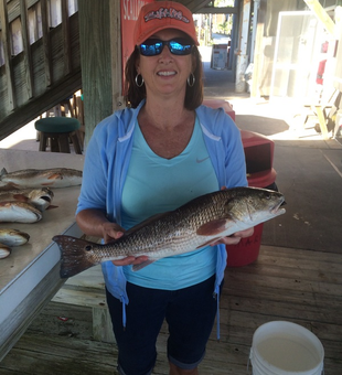Fresh Steinhatchee redfish catch