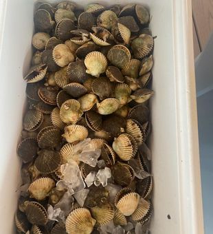 Spend the day scalloping in Steinhatchee and head back with a full cooler.