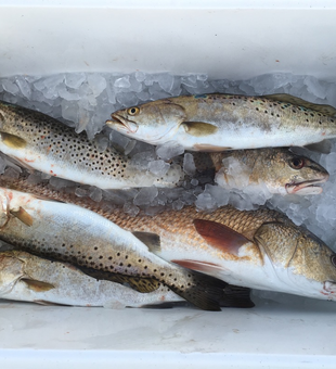 Loaded Steinhatchee trout and redfish box