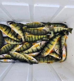 Yellow Perch Stack - Lake Erie.