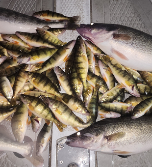 Massive Detroit River walleye haul covering the deck!