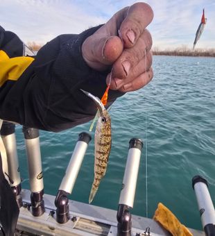 Little Squid - Lake Erie.