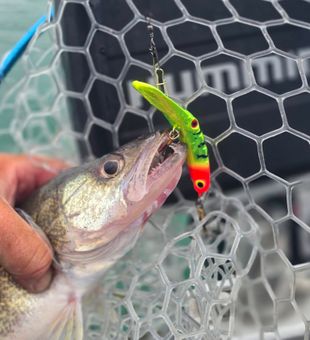 Epic Walleye Fishing Catch