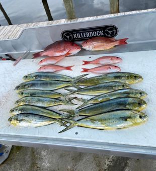 Sharing our catches today! Snappers and mahi-mahi