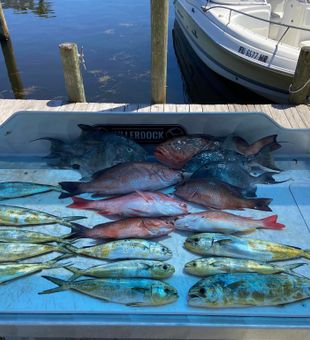Grouper, Triggerfish, Snapper, Mahi and more in Fl