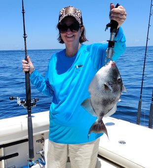 Bright day. Quality Triggerfish.