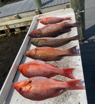 Santa Rosa, FL Snapper