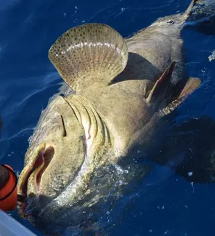 Majestic Grouper Caught In Florida Waters