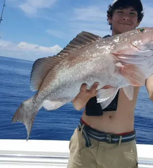Grouper in the Sun