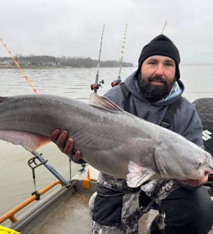 Blue catfish success in Mocksville NC waters!