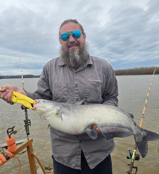 Trophy catfish fishing on High Rock Lake near Mocksville, NC. Big baits and patient anglers pay off with giant blue cats.