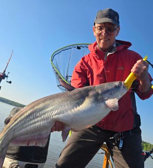 Monster blue catfish landed in Mocksville NC waters!