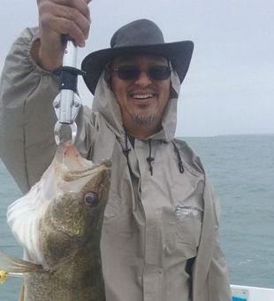 Humongous Walleye in Lake Erie reeled in!