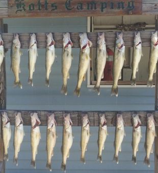 Lake Erie lots of walleye reeled!