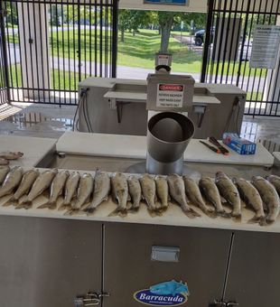 Solid haul lined up at the cleaning station. Walleye, Lake Ontario.