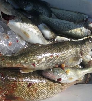 Lots of catches today in Lake Erie, OH