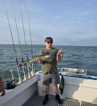 Fresh walleye on deck, Lake Ontario catch.