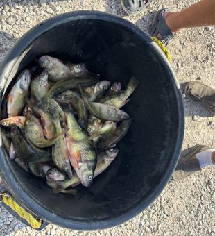 Experience premier Lakeside Marblehead, OH fishing charters on the productive waters of Lake Erie.