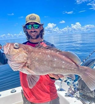 Grouper in Florida