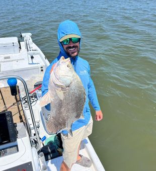 Atlantic Tripletail in Florida
