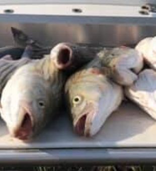 Chesapeake Bay: Fisherman's Paradise, Striped Bass