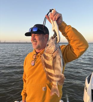 Strong Galveston Bay sheepshead catch.