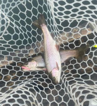 Trophy trout kind of day! 
