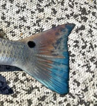 Beautiful Redfish Tail Caught in The Keys!