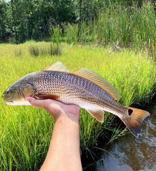 Redfish Fishing Charter in Florida Keys