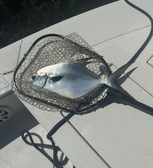 Tavernier, FL Inshore Fishing delivers unforgettable days on the flats, where anglers can target hard-fighting inshore species surrounded by the natural beauty of the Florida Keys.