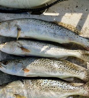 Solid Seatrout haul in Key Largo!