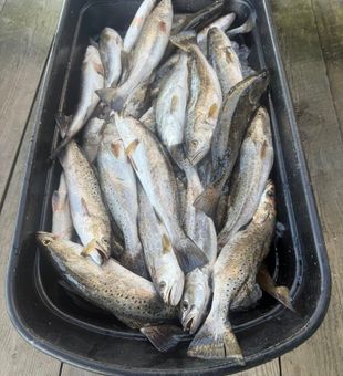 Louisiana fishing adventures await