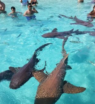 Crystal Clear waters and a bunch of sharks - Florida Keys and Bahamian waters.