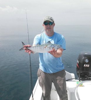 Atlantic Bonito in North Carolina