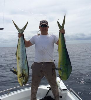 Dolphinfish in North Carolina