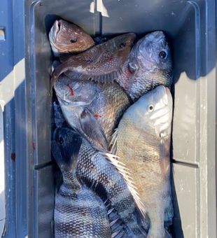 Variety Haul - Hudson, FL.