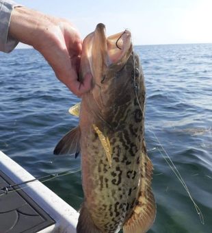Nothing beats a day of family fishing in Hudson, Florida—calm waters, tight lines, and unforgettable moments together.