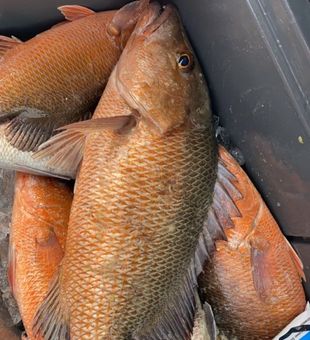 Red Snapper Haul - Hudson, FL.