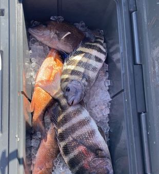 Sheepshead and Snappers bucket - Hudson, FL.