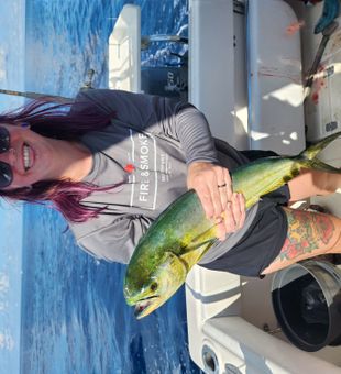 Florida's Vibrant Mahi mahi