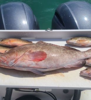 Reels of the day in Florida's bountiful waters