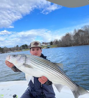 Big striped bass hit hard and fast