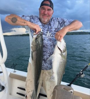Fighting a monster Striped Bass in Georgia.