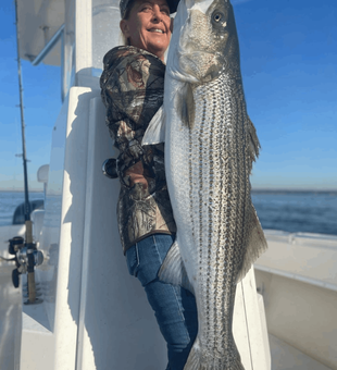 Cape Cod Massive Stripers