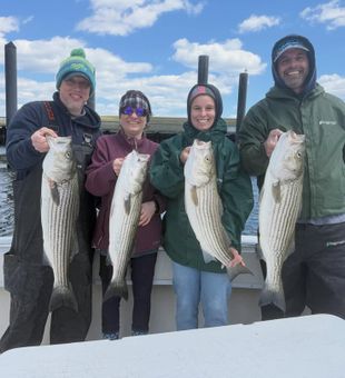 Solid striped bass haul with happy anglers on a productive charter day